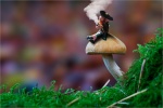 Magic Mushroom by Adrian Whareham.jpg