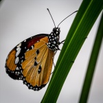 Monarch Butterfly by Dave Murphy.jpg