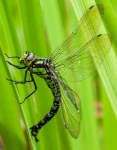 Mr Dragonfly by Garry Griffin.jpg