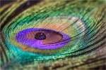 peacock feather by Pauline Gower.jpg