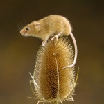 Mousey by Sue Henderson.jpg