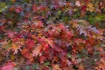 Abstract Impressionism - Autumn Leaves by Lindsey Willetts.jpg