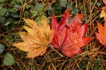 Autumn contrasts by Jacquie Griffin.jpg