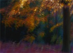 Autumn Glow by Greta Whareham.jpg