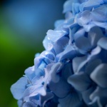 Blue hydrangea by Cereta Drewett.jpg