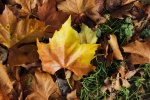 Leaf on the ground by Alastair Duncan.jpg