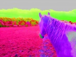 Solarised horse by Anna Walsh.jpg