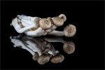 mushroom family by Dean Griffiths.jpg