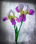 Purple Irises by Greta Whareham.jpg